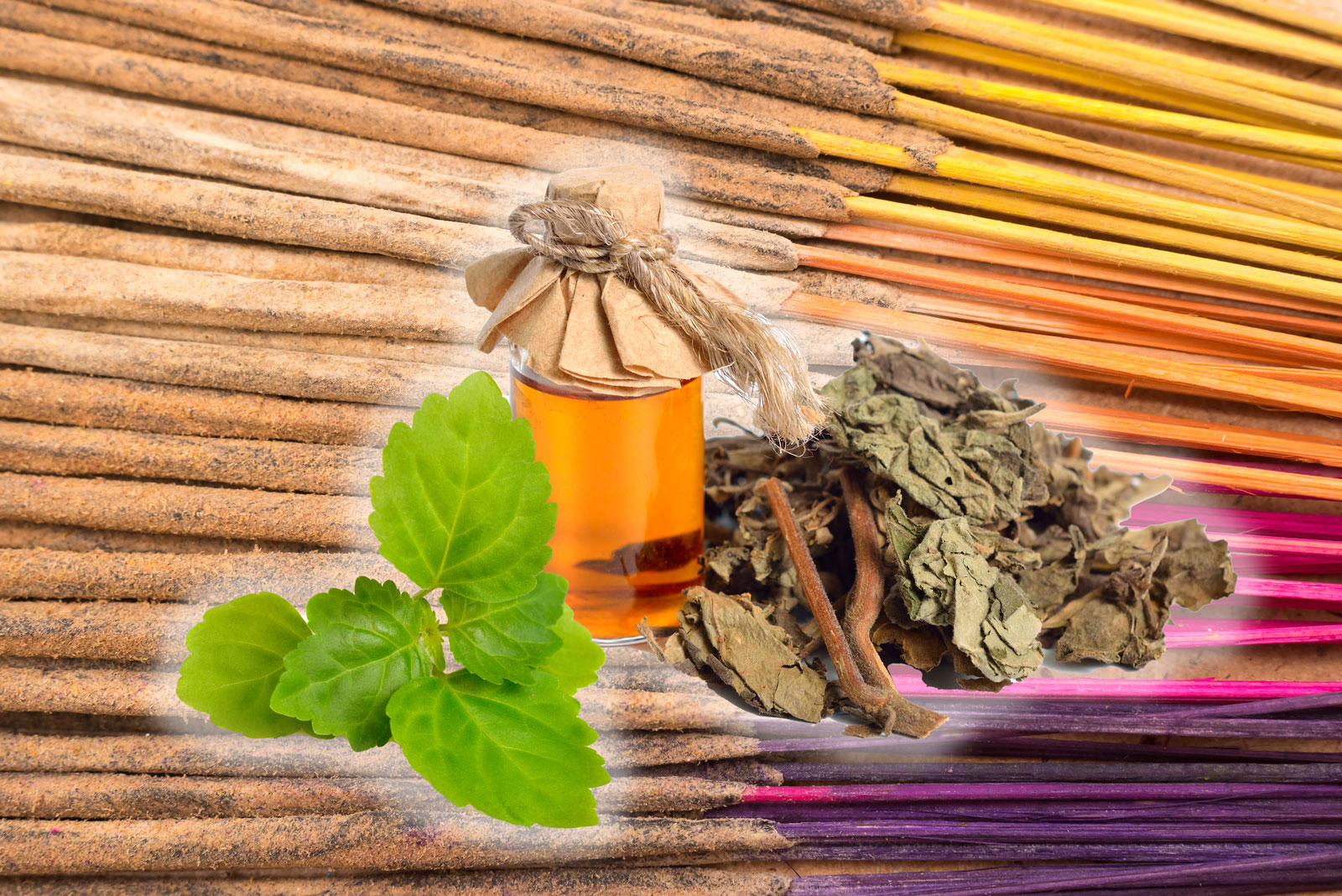 Indischer-Patchouli-Lieblingskraut-2022