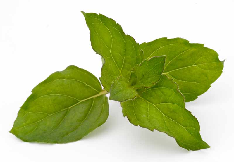 Bergamotteminze_Mentha_x_piperita_v._citrata_005