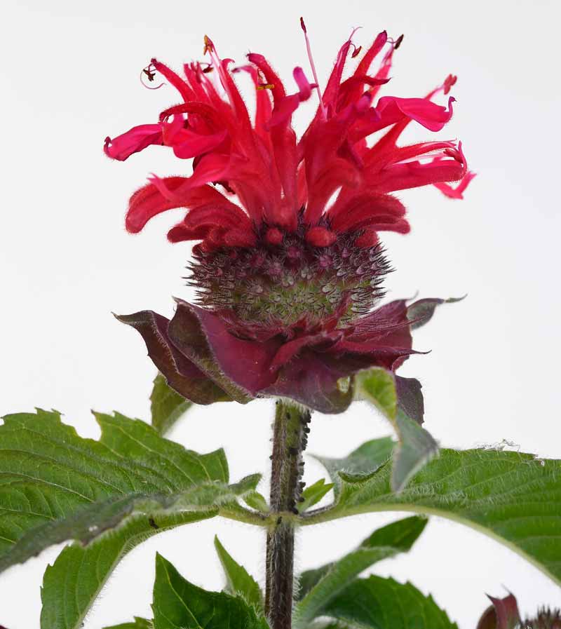 Monarde_Bee_Happy_003--