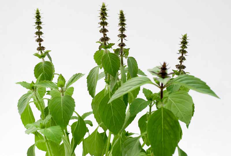 Tulsi_indisches_Basilikum_003
